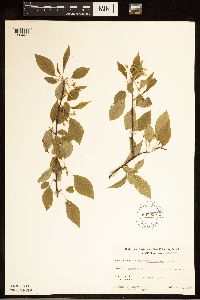 Prunus pensylvanica image
