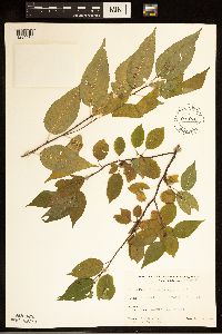 Prunus pensylvanica image