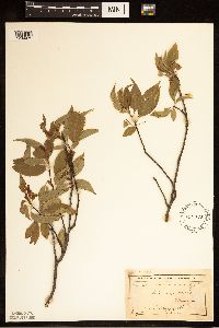 Prunus pensylvanica image