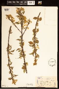 Prunus pensylvanica image