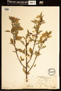 Prunus pensylvanica image