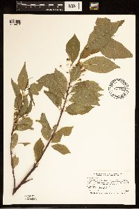 Prunus pensylvanica image