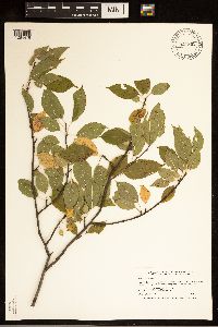Prunus pensylvanica image