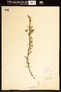 Prunus pensylvanica image