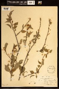 Prunus pensylvanica image
