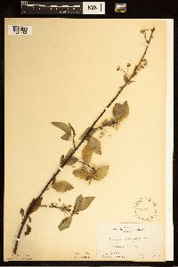 Prunus pensylvanica image