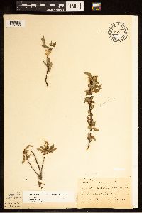 Prunus pumila image