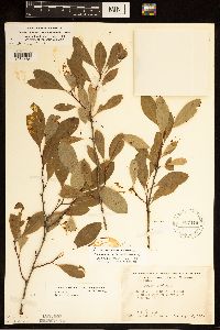 Prunus pumila image