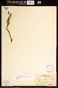 Prunus pumila image
