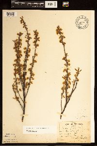 Prunus pumila image
