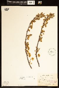 Prunus pumila image