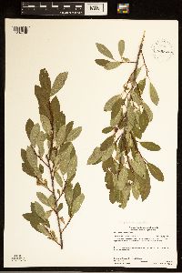 Prunus pumila var. susquehanae image