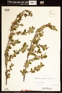 Image of Prunus tomentosa