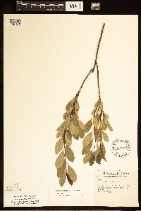 Prunus pumila image
