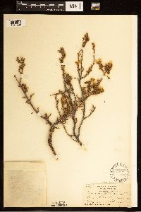 Purshia stansburyana image