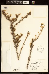 Purshia stansburyana image