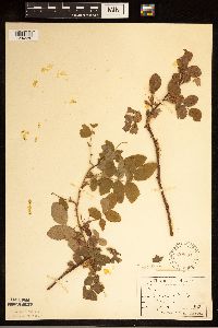 Rosa acicularis image