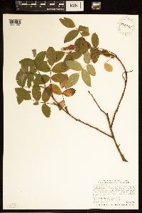 Rosa acicularis image