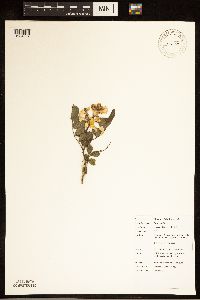 Media resource of Rosa multiflora