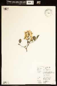 Rosa multiflora image
