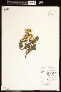 Rosa multiflora image