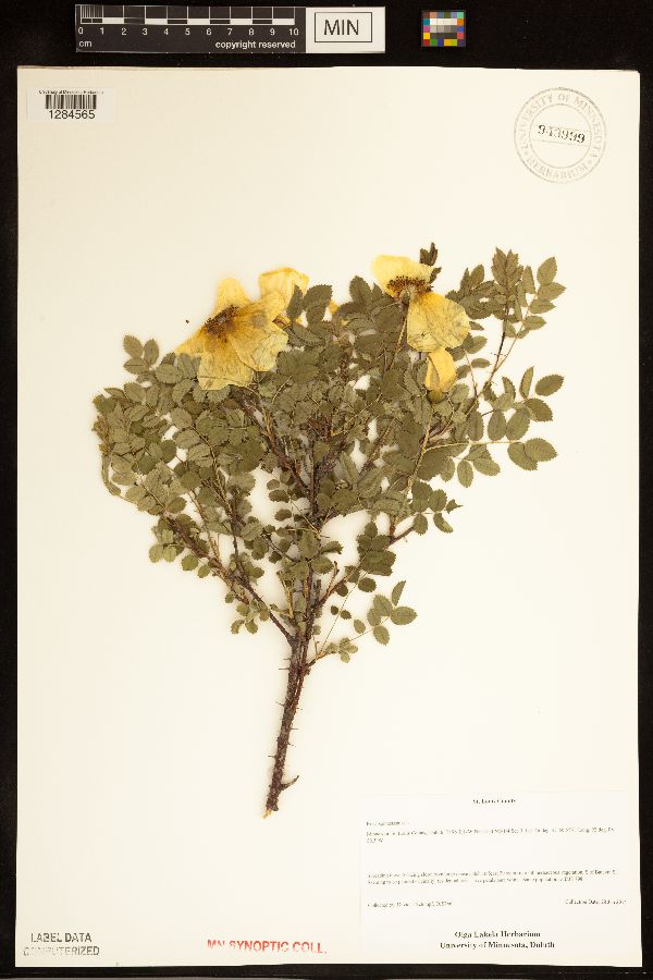 Rosa spinosissima image