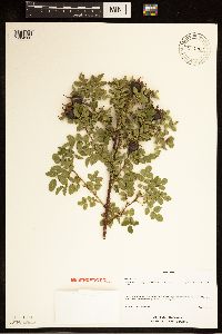 Rosa spinosissima image