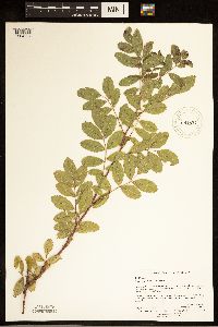 Rosa woodsii subsp. woodsii image