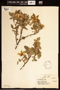 Rosa acicularis image