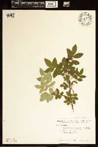 Rosa acicularis image