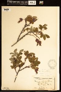 Rosa acicularis image