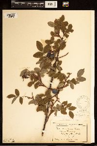 Rosa acicularis image