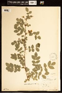 Media resource of Rosa gymnocarpa