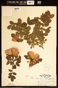 Media resource of Rosa rugosa