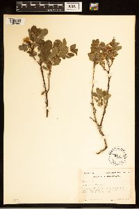 Rosa woodsii image