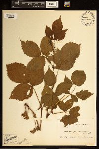 Rubus acridens image
