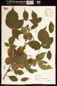 Rubus recurvans image