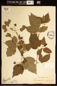 Rubus acridens image