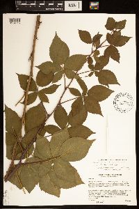 Rubus superioris image