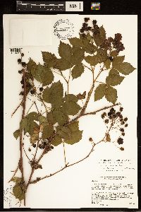 Rubus superioris image