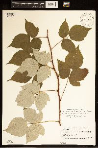 Rubus occidentalis image