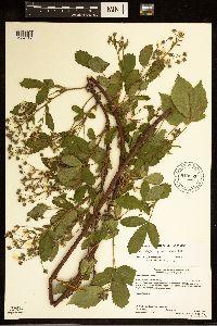 Rubus superioris image