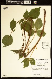 Rubus superioris image