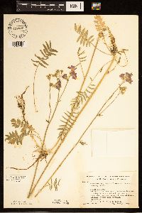 Polemonium occidentale image
