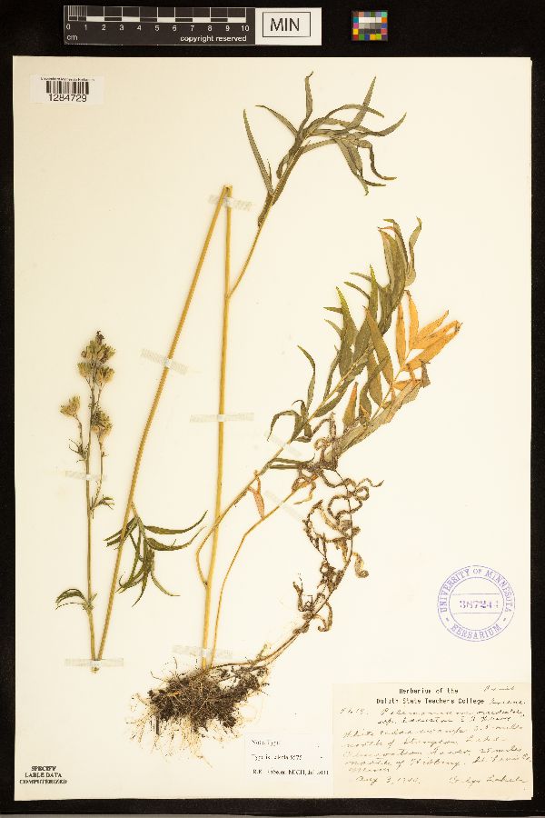Polemonium occidentale image