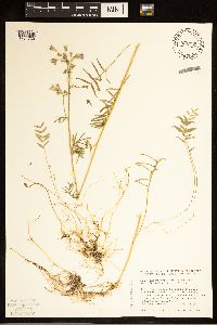 Polemonium occidentale image