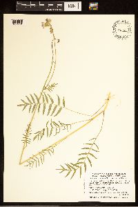Polemonium occidentale image