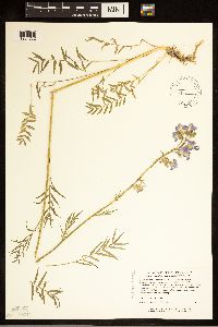 Polemonium occidentale image