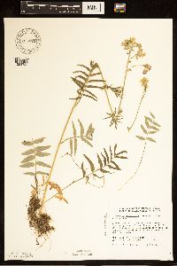Polemonium occidentale image