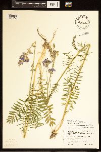 Polemonium occidentale image